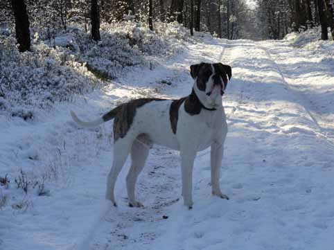 american bulldog Tjabbo